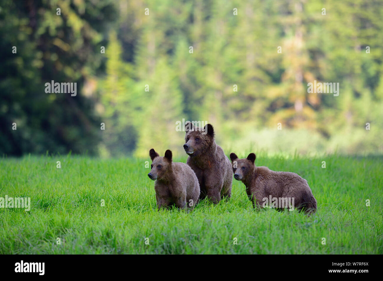 Femmina orso grizzly e i suoi due cuccioli (Ursus arctos horribilis) in sedge erba, Khutzeymateen Orso grizzly Santuario, British Columbia, Canada, a giugno. Foto Stock