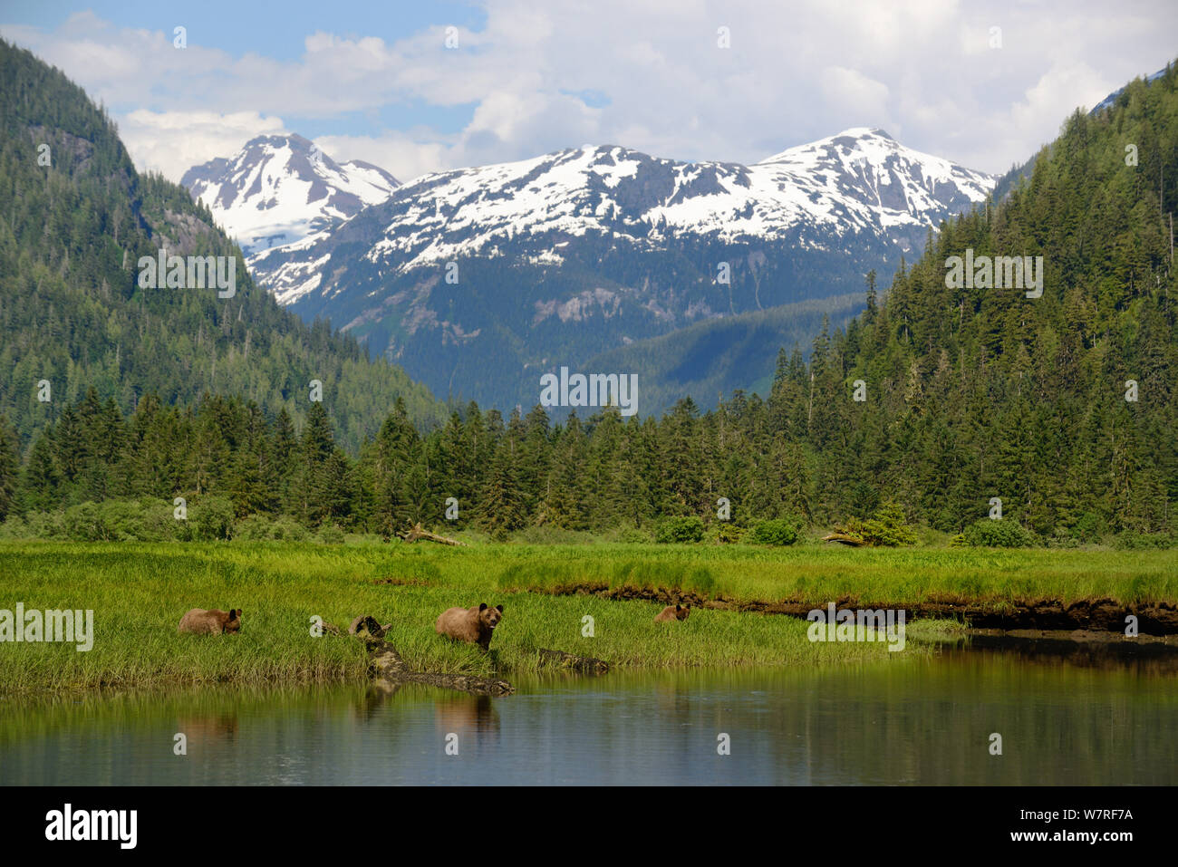 Vista panoramica di orsi grizzly (Ursus arctos horribilis) con le montagne della gamma Kitimat, Khutzeymateen Orso grizzly Santuario, British Columbia, Canada, giugno 2013. Foto Stock