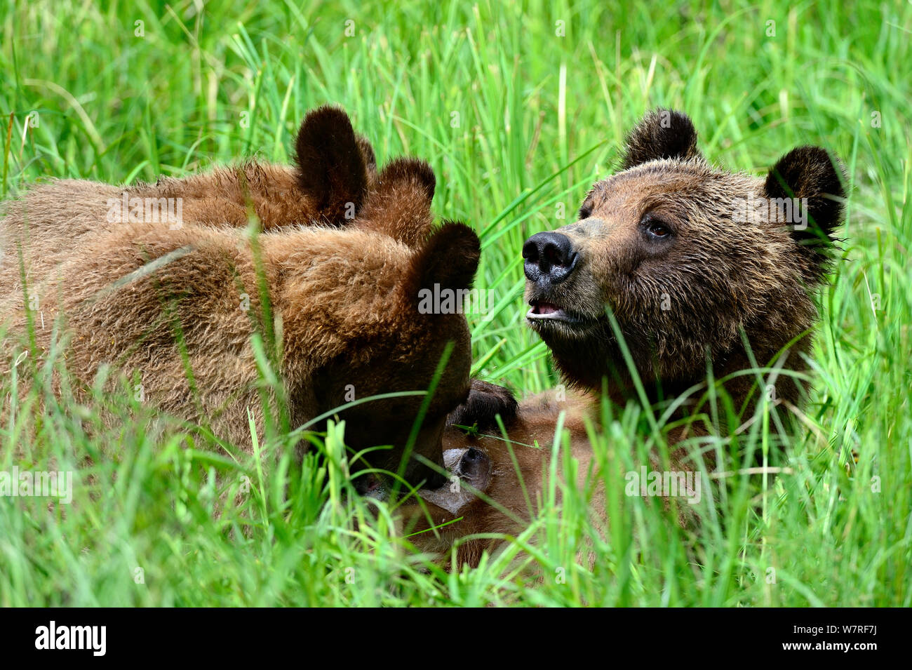 Femmina di orso grizzly lei allatta due cuccioli (Ursus arctos horribilis) Khutzeymateen Orso grizzly Santuario, British Columbia, Canada, a giugno. Foto Stock