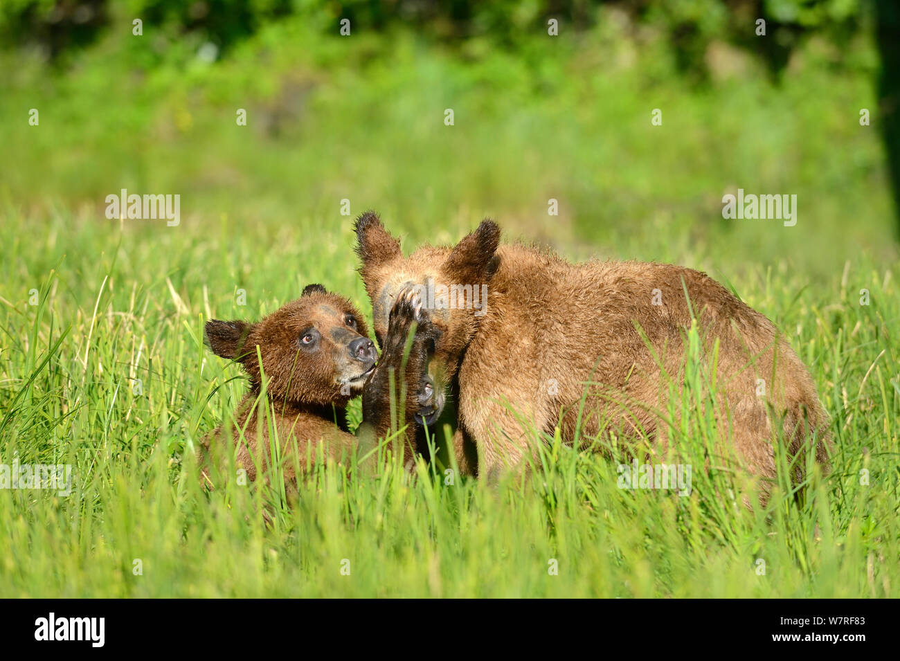 Orso grizzly cubs (Ursus arctos horribilis) svolgono combattimenti, Khutzeymateen Orso grizzly Santuario, British Columbia, Canada, a giugno. Foto Stock