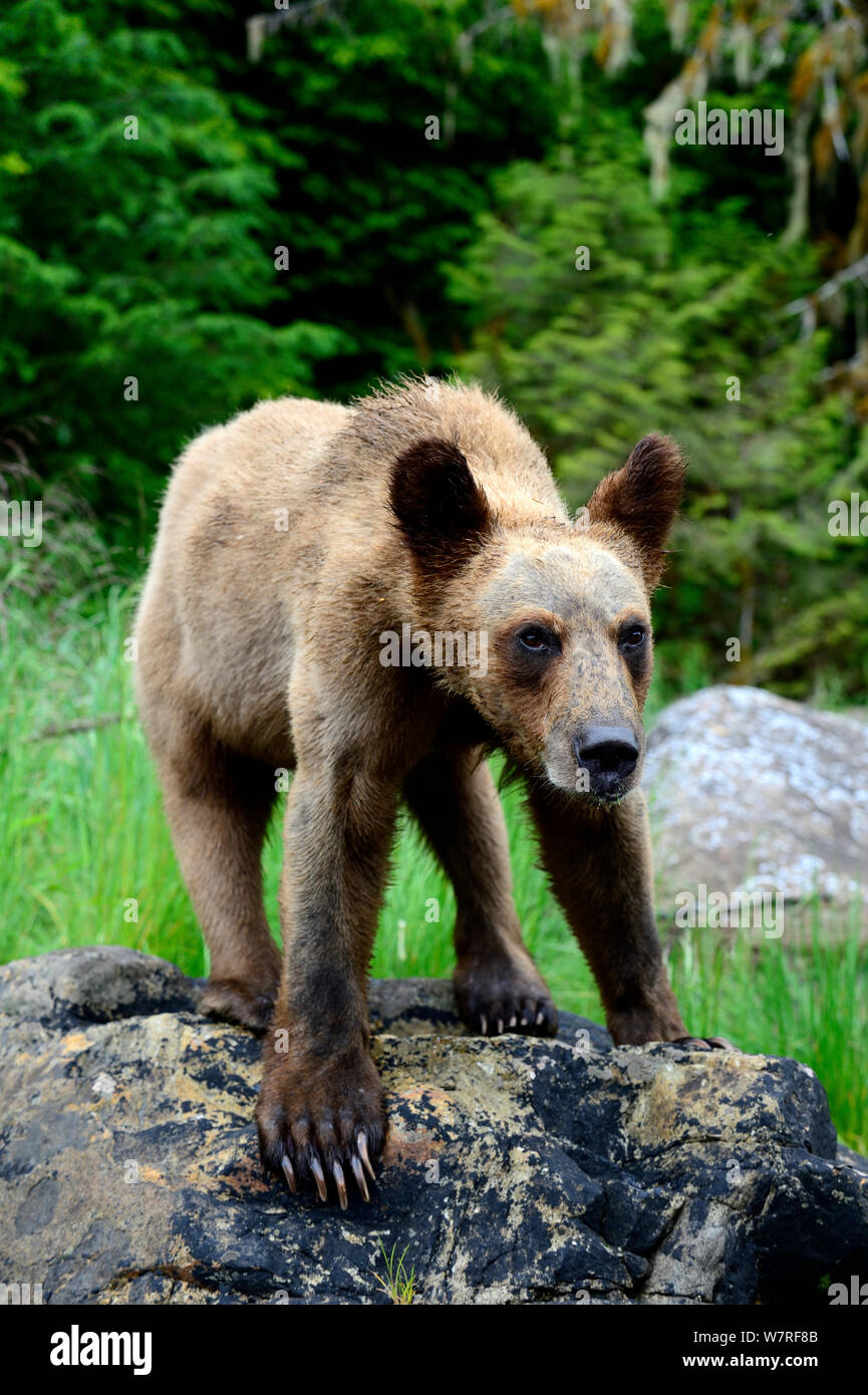 Grizzly Bear Cub (Ursus arctos horribilis) Khutzeymateen Orso grizzly Santuario, British Columbia, Canada, a giugno. Foto Stock