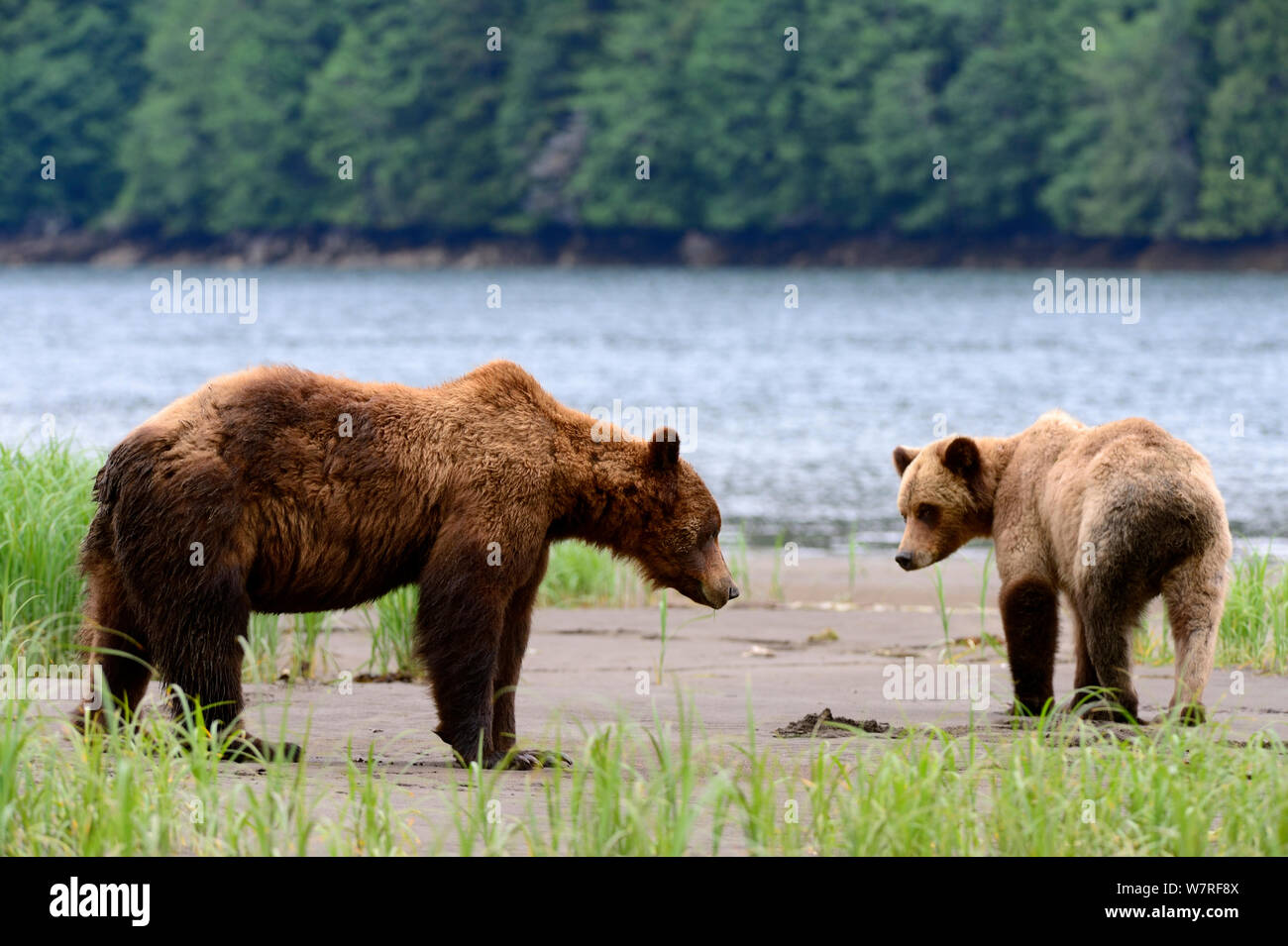 Maschio e femmina di orso grizzly corteggiamento (Ursus arctos horribilis) Khutzeymateen Orso grizzly Santuario, British Columbia, Canada, a giugno. Foto Stock