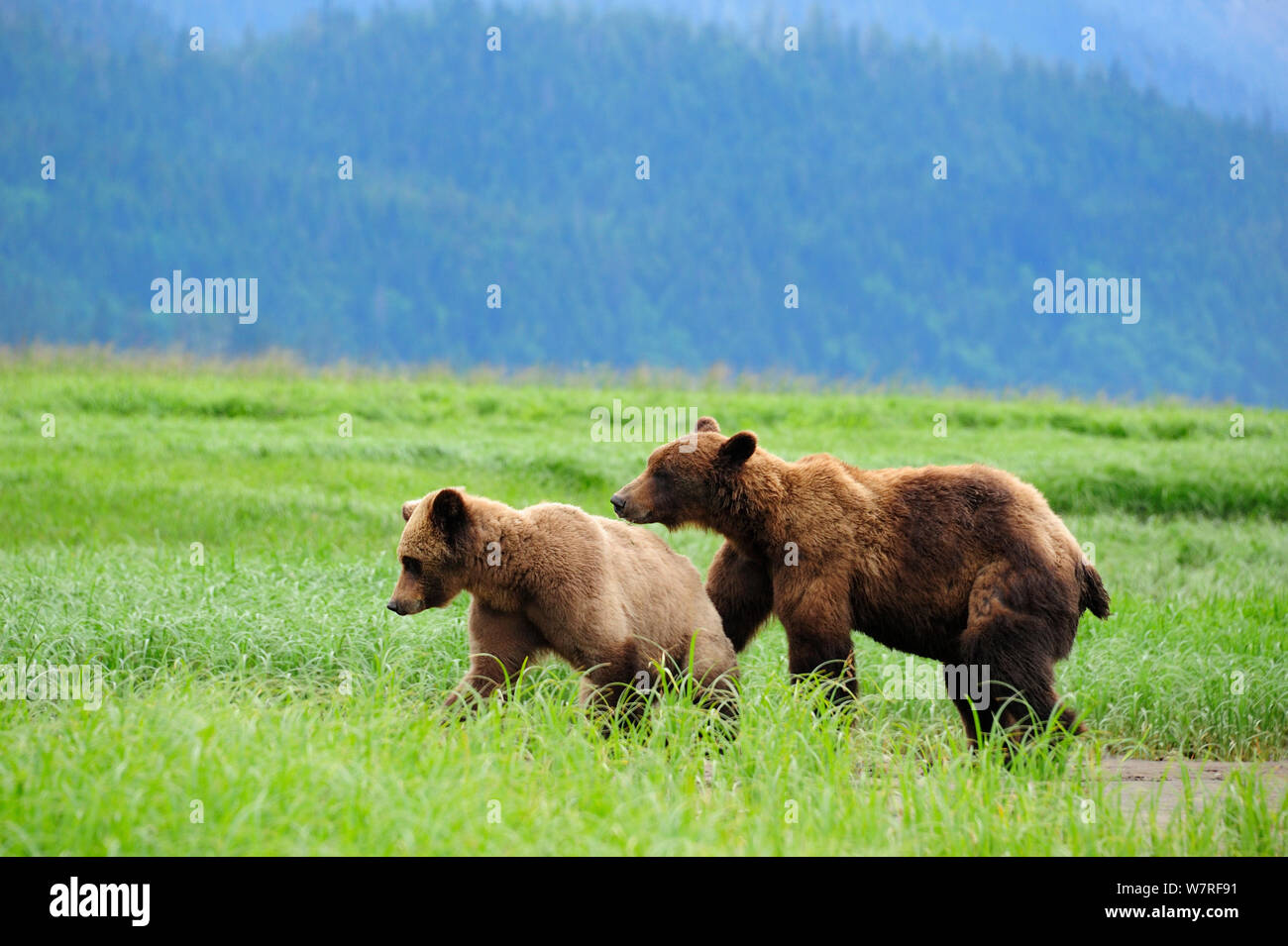 Maschio e femmina di orso grizzly corteggiamento (Ursus arctos horribilis) Khutzeymateen Orso grizzly Santuario, British Columbia, Canada, a giugno. Foto Stock