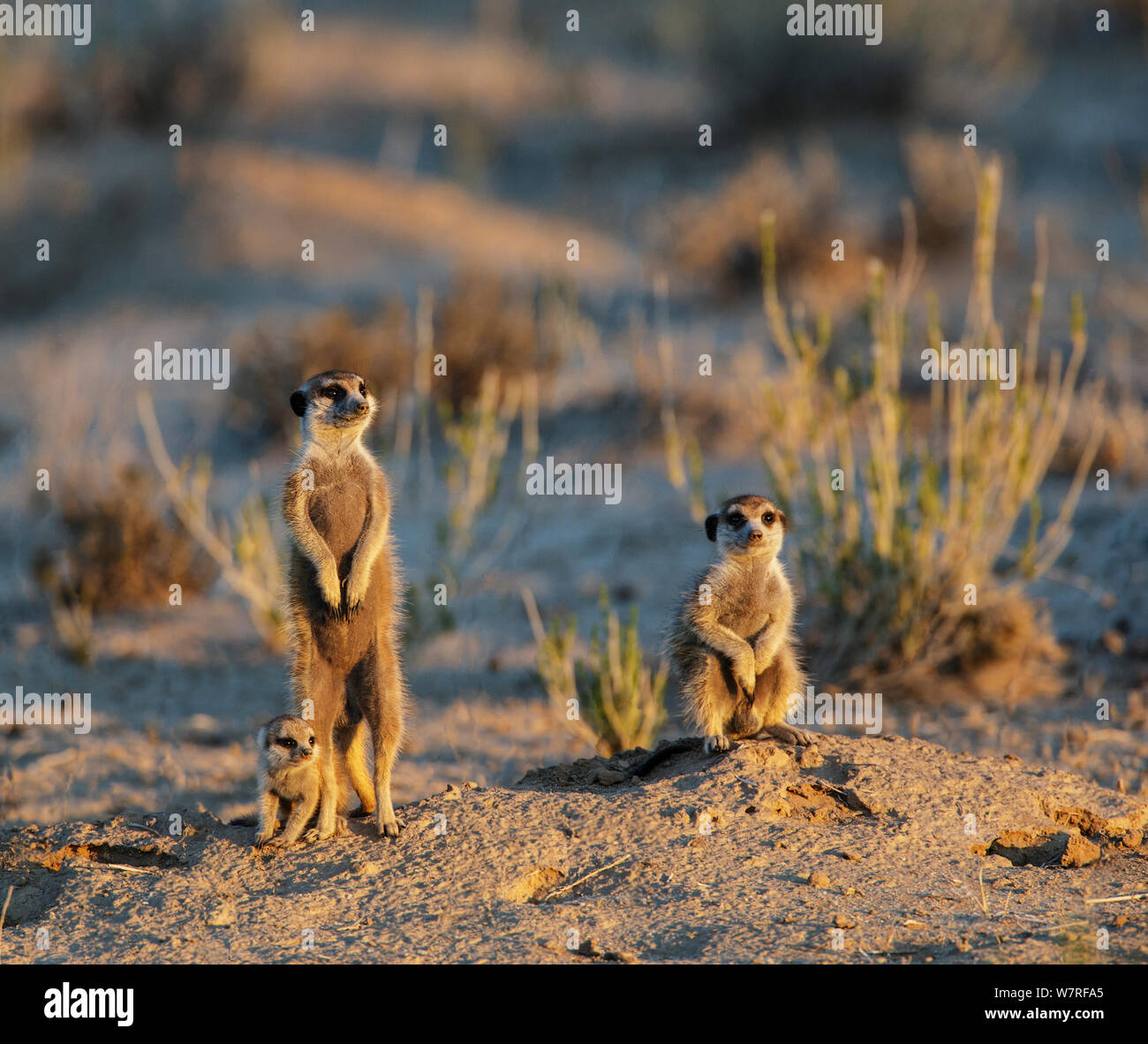 Meerkat (Suricata suricatta) due adullts con giovani emergenti a sunrise transfrontaliero Kgalagadi Park, Sud Africa Gennaio Foto Stock