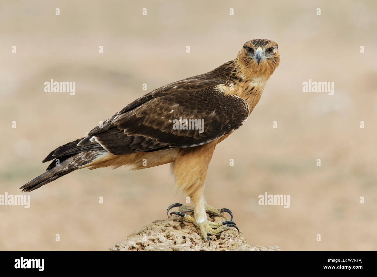 Bruno Eagle (Aquila rapax) transfrontaliero Kgalagadi Park, Sud Africa. Gennaio Foto Stock