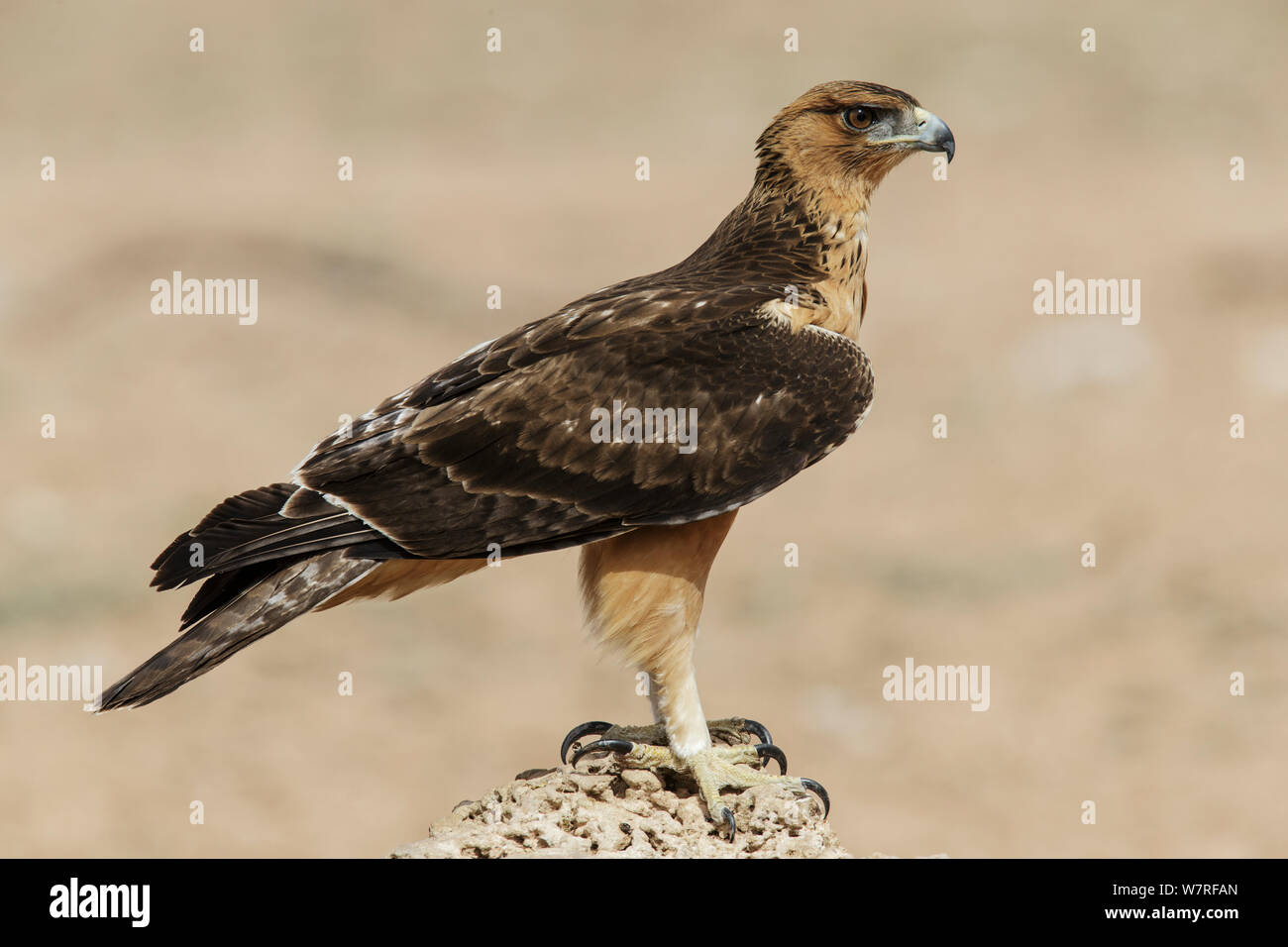 Bruno Eagle (Aquila rapax) transfrontaliero Kgalagadi Park, Sud Africa. Gennaio Foto Stock