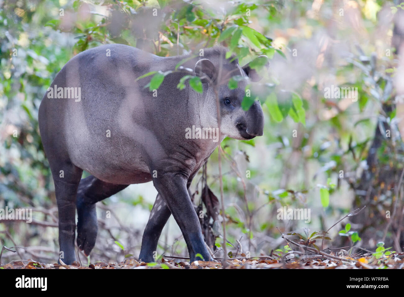 Il tapiro brasiliano (Tapiro terrestris) Mato Grosso, Brasile, Sud America. Specie in via di estinzione. Foto Stock
