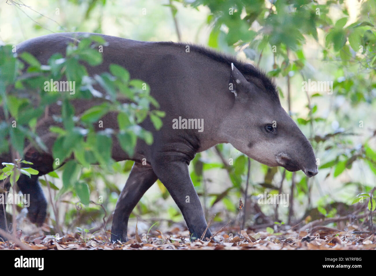 Il tapiro brasiliano (Tapiro terrestris) Mato Grosso, Brasile, Sud America. Specie in via di estinzione. Foto Stock