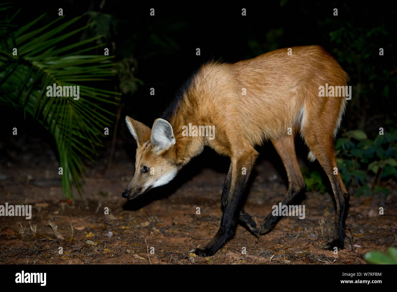 Crisocione (Chrysocyon brachyurus) alla ricerca di cibo, Piaui, Cerrado, Brasile, Sud America Foto Stock