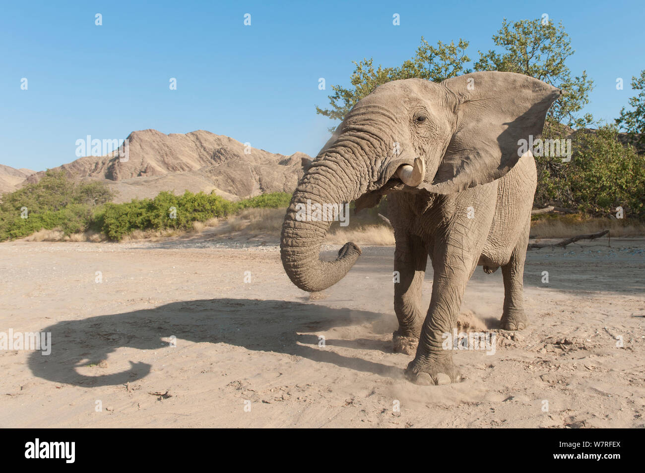 Elefante africano (Loxodonta africana) Kaokoveld deserto, Namibia Foto Stock