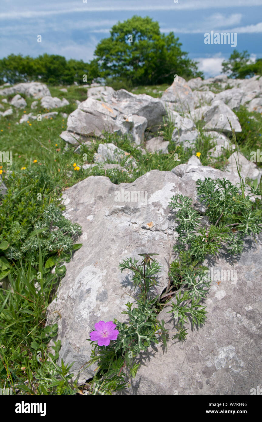 Bloody Cranesbill (Geranium sanguineum) in fiore, Picos de Europa, Spagna. Foto Stock
