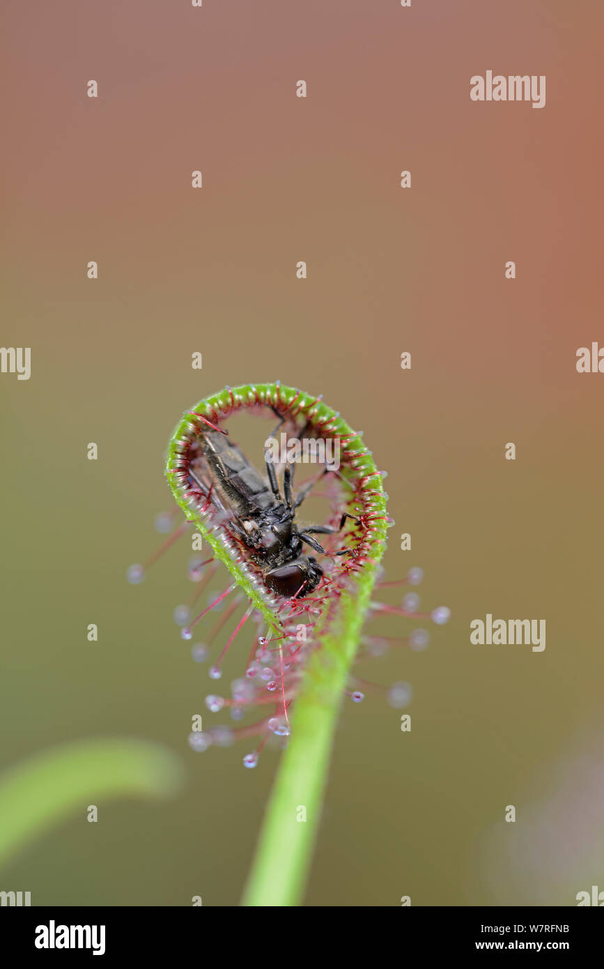 Cape Sundew (Drosera capensis) con catturato volare. Nota come foglia ha laminati oltre la preda. Foto Stock