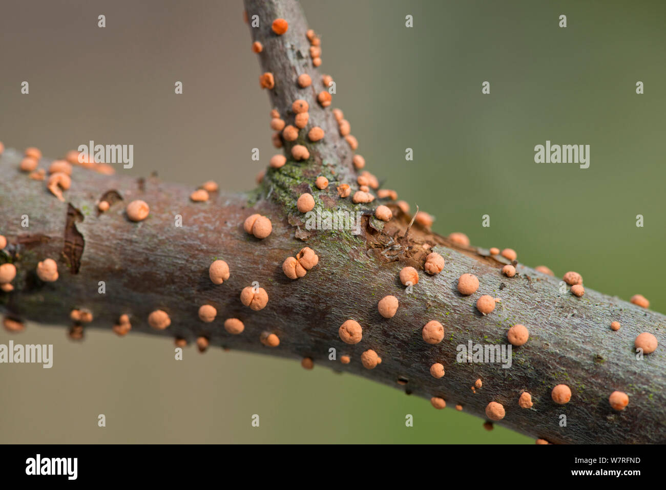 Coral Spot (fungo Nectria cinnabarina) sul ramo, Inghilterra Foto Stock