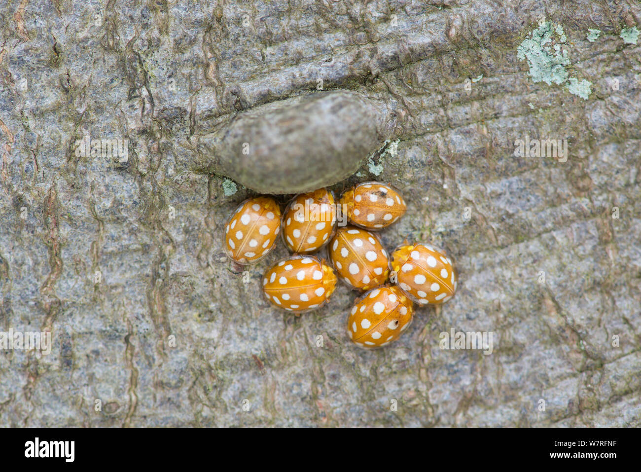 Crema Coccinella Spot (Calvia 14-guttata) raggruppati sul tronco del faggio. Surrey, Inghilterra. Aprile Foto Stock