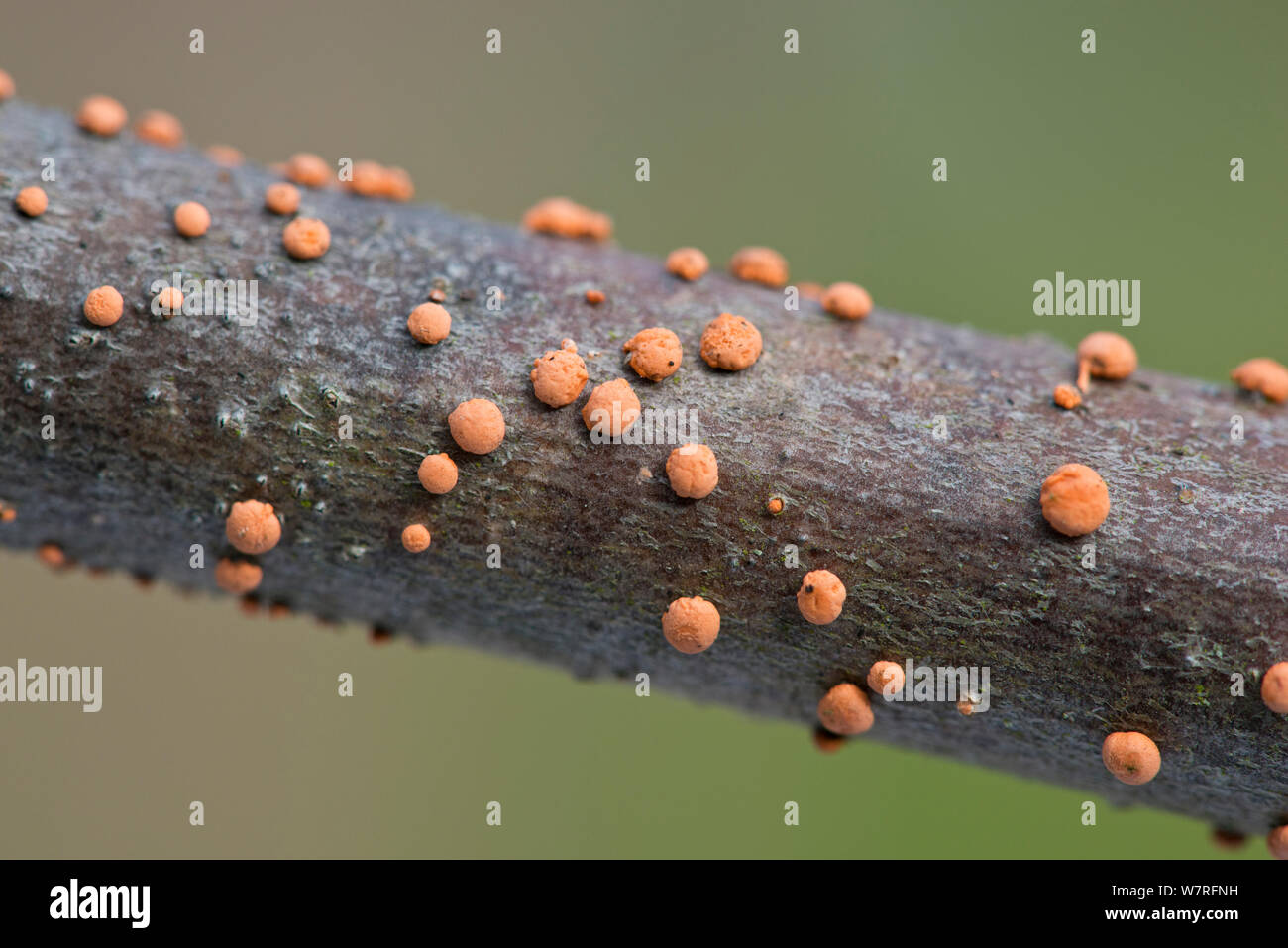 Coral Spot (fungo Nectria cinnabarina) sul ramo, Inghilterra Foto Stock