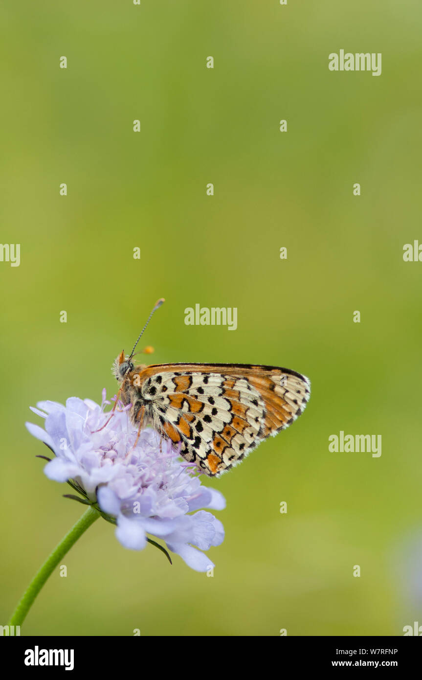 Glanville Fritillary butterfly (Melitaea athalia) Picos de Europa, nel nord della Spagna. Giugno Foto Stock