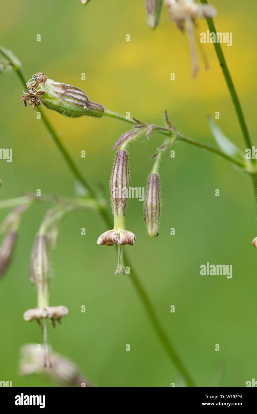 Nottingham Catchfly (Silene nutans) in fiore, Picos de Europa, Spagna Foto Stock