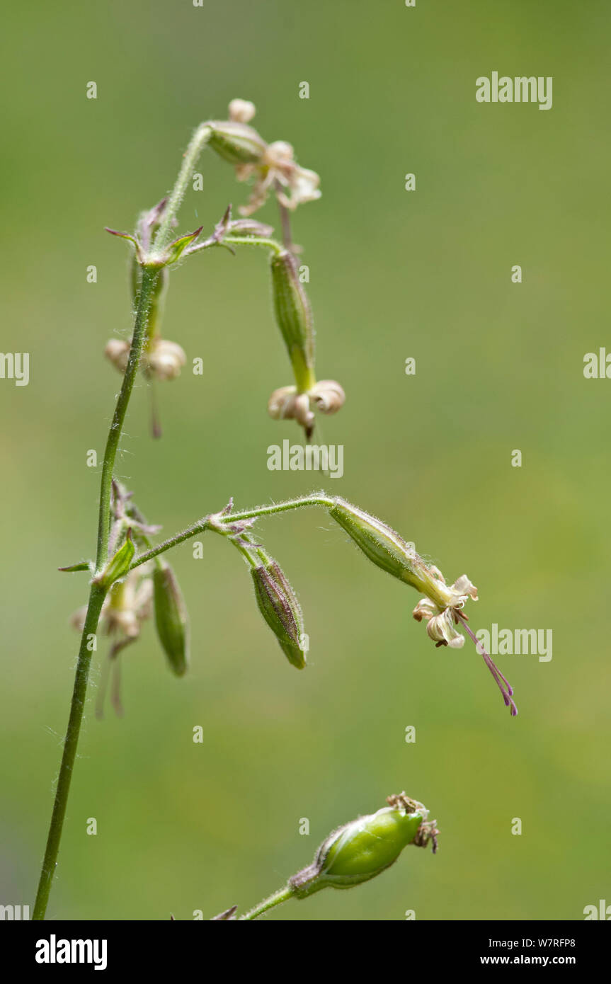 Nottingham Catchfly (Silene nutans) in fiore, Picos de Europa, Spagna Foto Stock