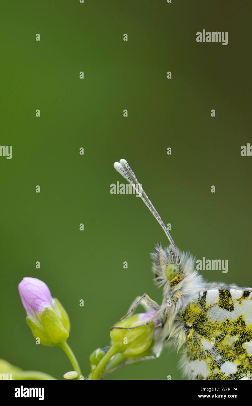 Punta arancione farfalla (Anthocharis cardamines) sulla pianta alimentare, cuculo Fiore (cardamine pratensis) e ovature appena deposte su steli della pianta, Surrey, può Foto Stock