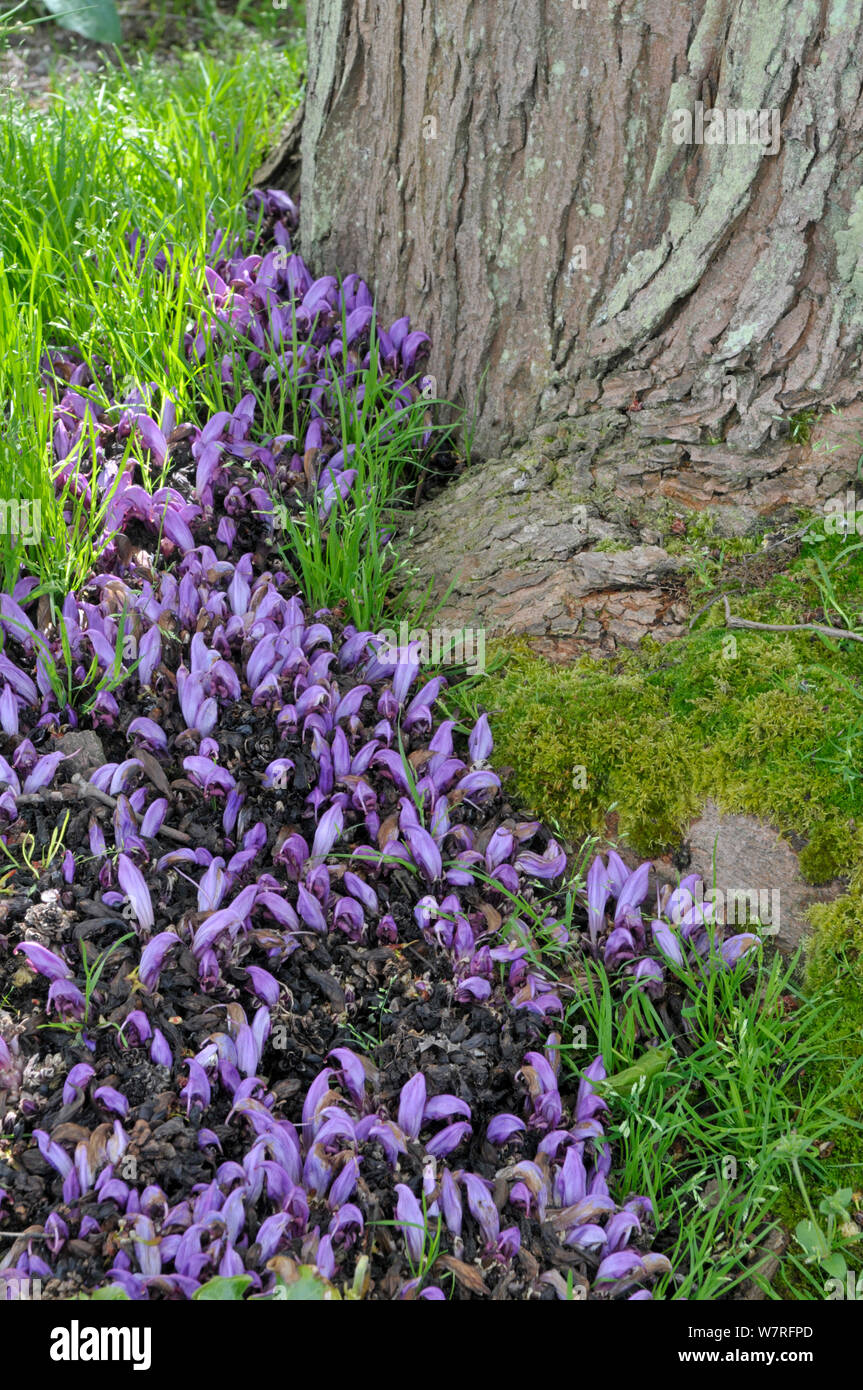 Purple Toothwort (Lathraea clandestina) nel giardino botanico, Surrey, Inghilterra. Maggio. Foto Stock