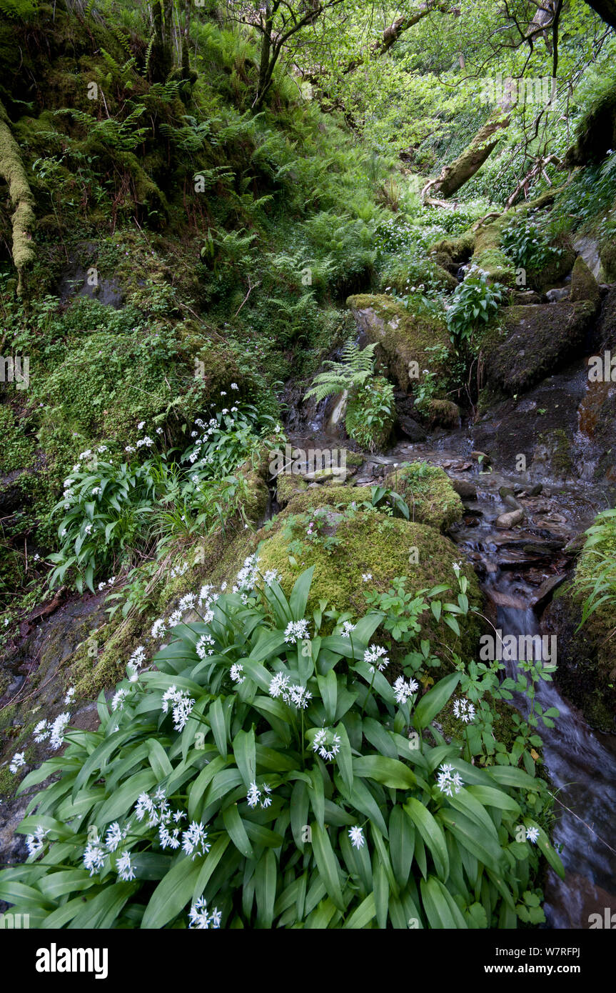 Aglio selvatico o Ramsons (Allium ursinum) cresce in banca di fiume. Parco Nazionale di Snowdonia, il Galles del Nord. Foto Stock