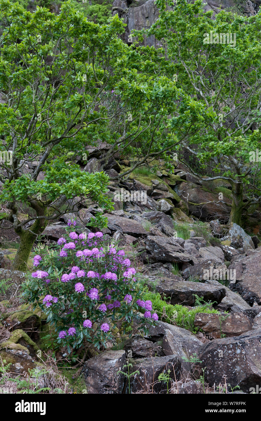Rhododendron (Rhododendron x. superponticum) crescente sul pendio della montagna. Parco Nazionale di Snowdonia, il Nord del Galles Wales Foto Stock