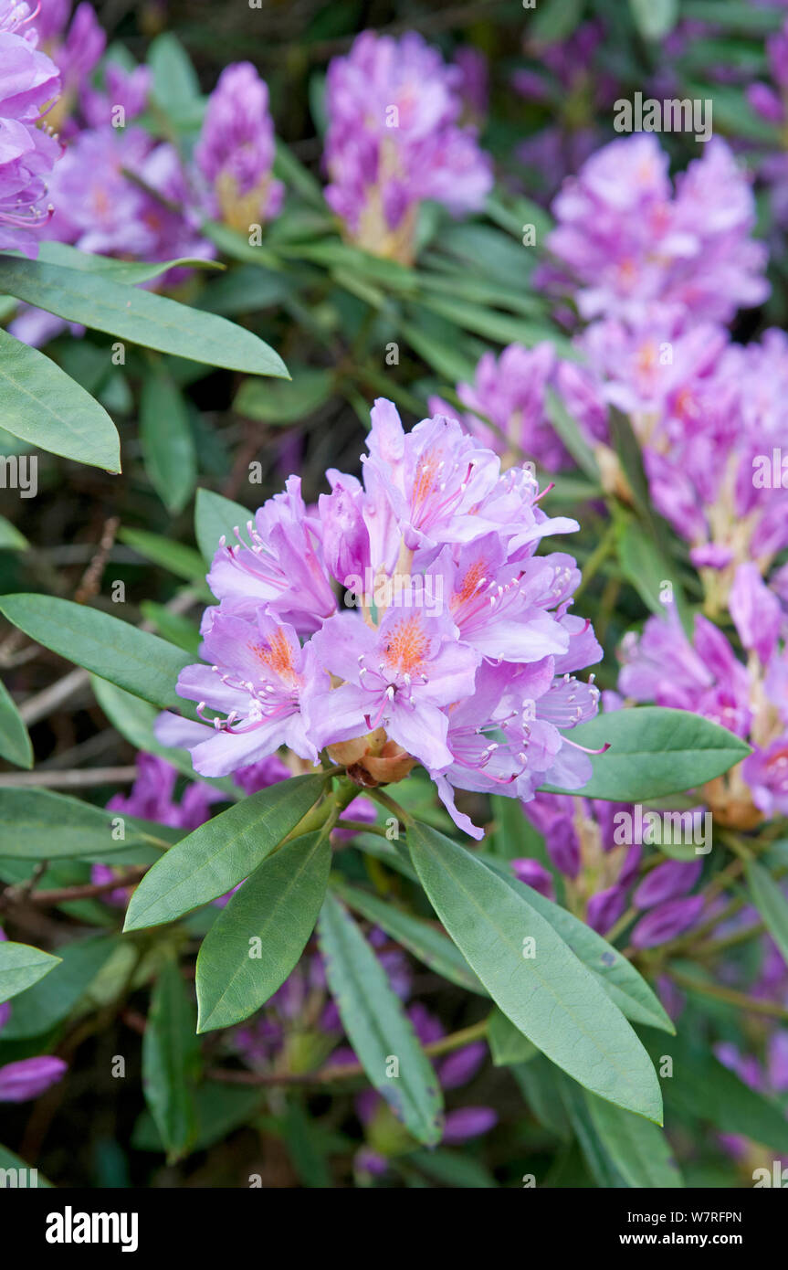 Rhododendron (Rhododendron x. superponticum) fioritura, specie invasive, Snowdonia National Park, il Nord del Galles Wales Foto Stock