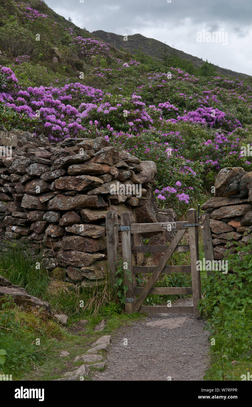 Rhododendron (Rhododendron x. superponticum) cresce sulle pendici della montagna. Parco Nazionale di Snowdonia, il Nord del Galles Wales Foto Stock