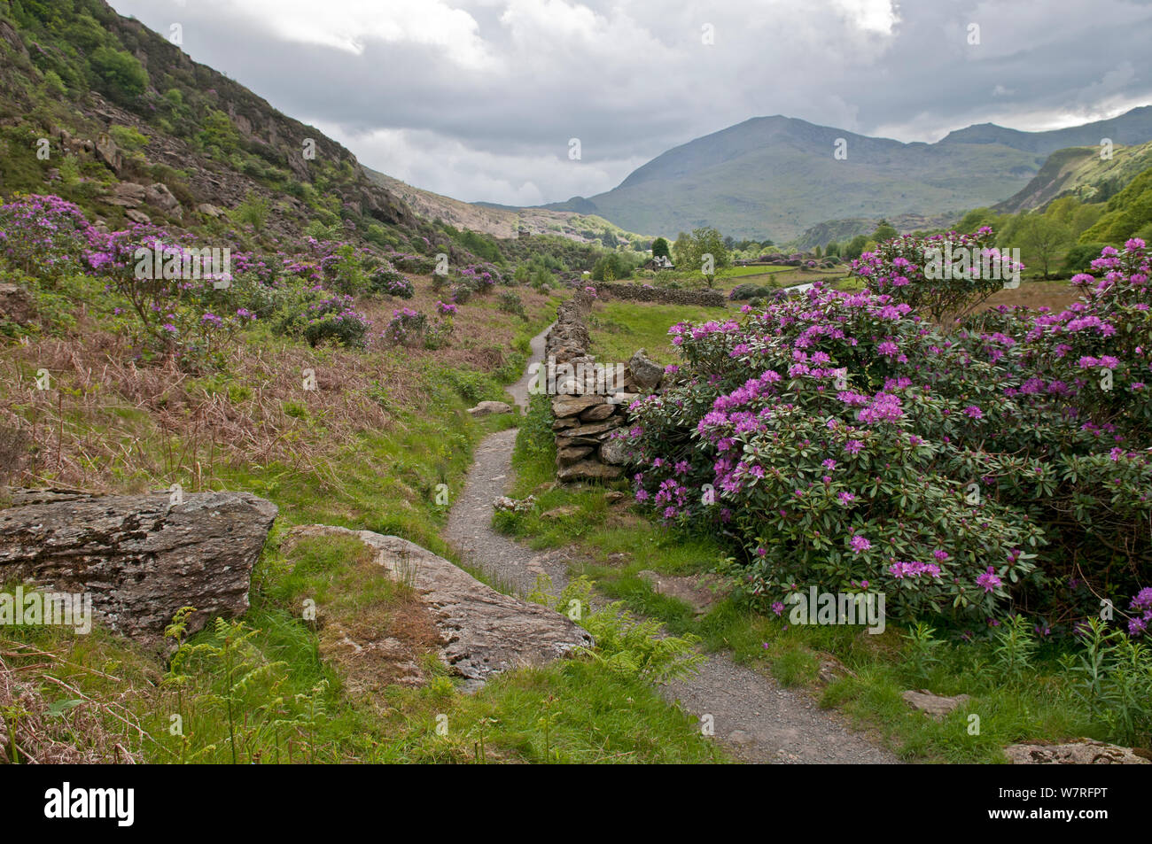 Rhododendron (Rhododendron x. superponticum) fioritura sul sentiero di montagna, specie invasive, Snowdonia National Park, il Nord del Galles Wales Foto Stock