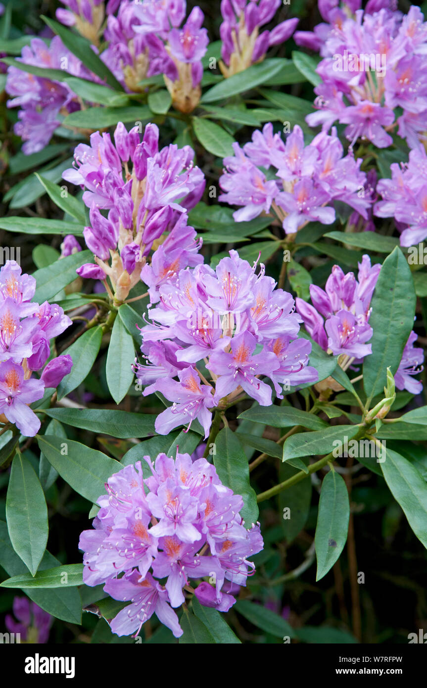 Rhododendron (Rhododendron x. superponticum) fioritura, specie invasive, Snowdonia National Park, il Nord del Galles Wales Foto Stock