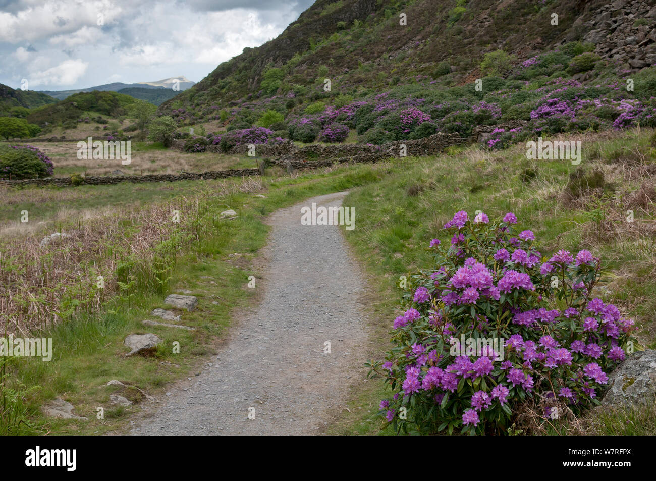 Rhododendron (Rhododendron x. superponticum) specie invasive, cresce accanto al percorso, Snowdonia National Park, il Nord del Galles Wales Foto Stock