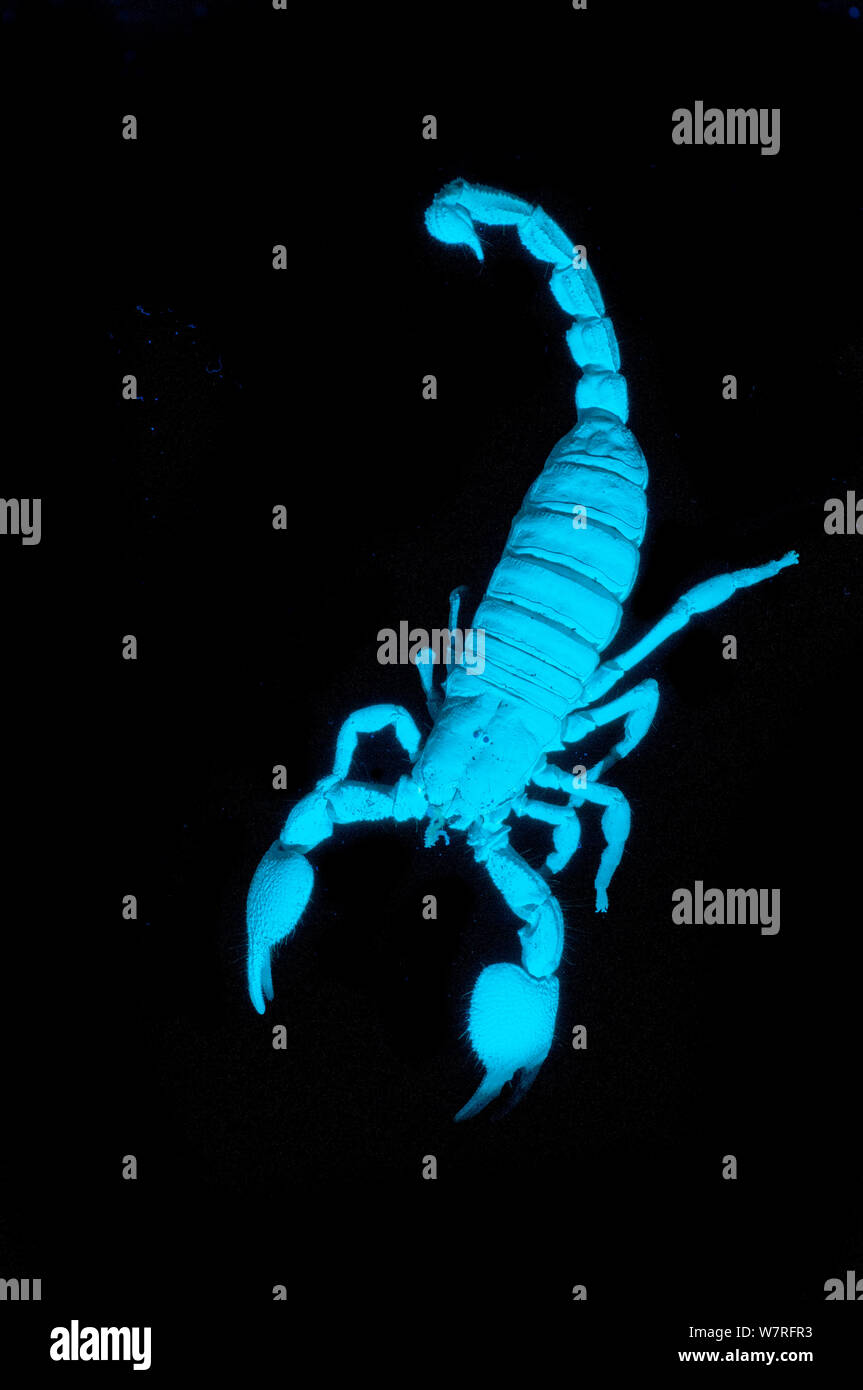 L'imperatore Scorpion (Pandinus imperator) fluorescente sotto la luce ultravioletta Foto Stock