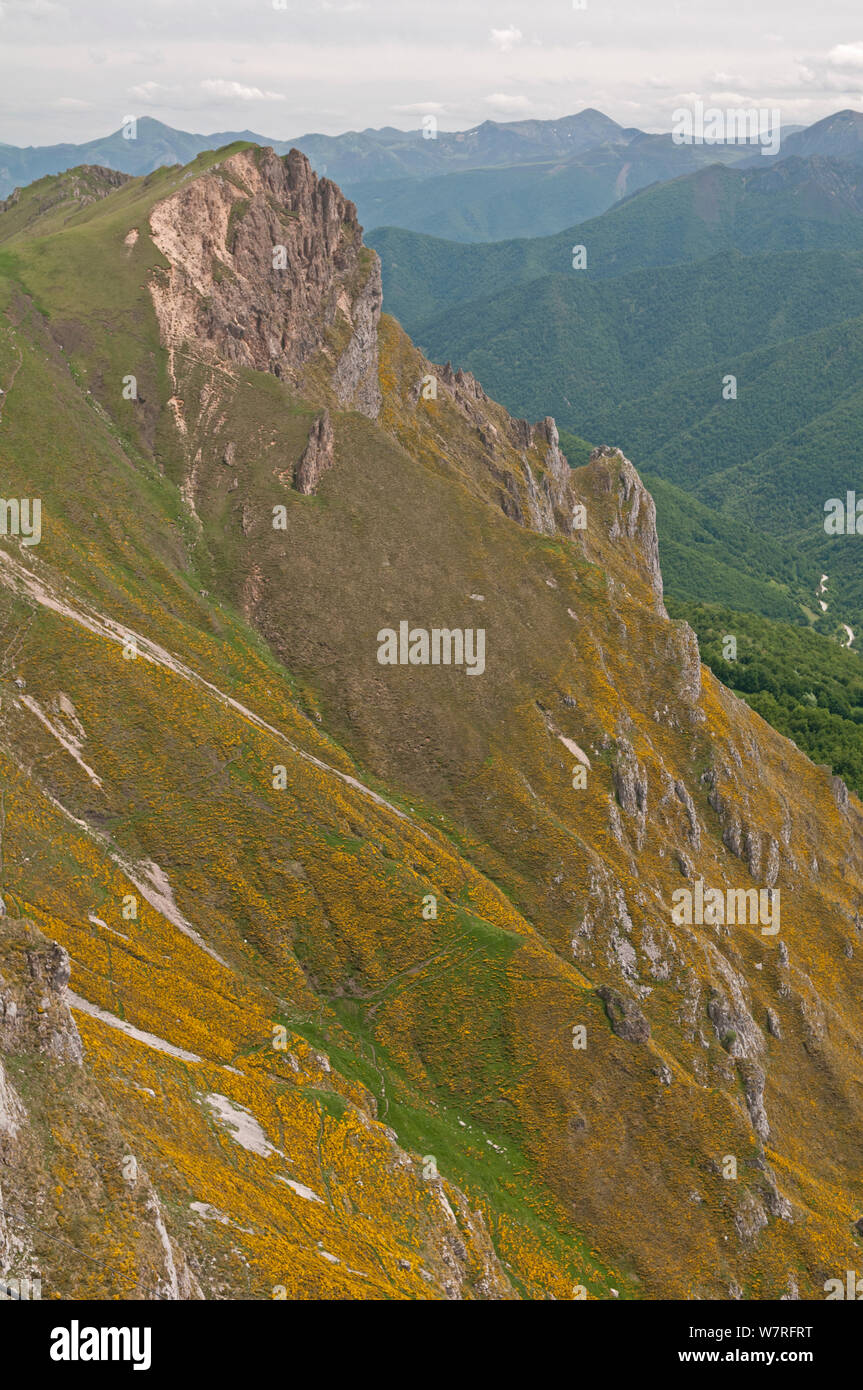 Scopa spagnola (Genista hispanica) fioritura su pendii montani, Picos de Europa, nel nord della Spagna. Foto Stock