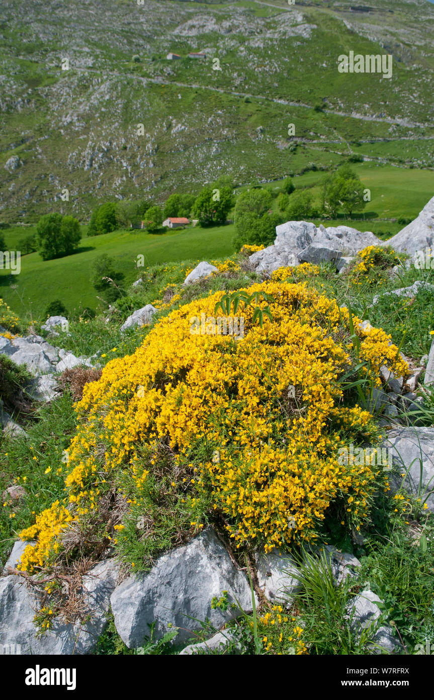 Scopa spagnola (Genista hispanica) in fiore, Picos de Europa, nel nord della Spagna. Foto Stock