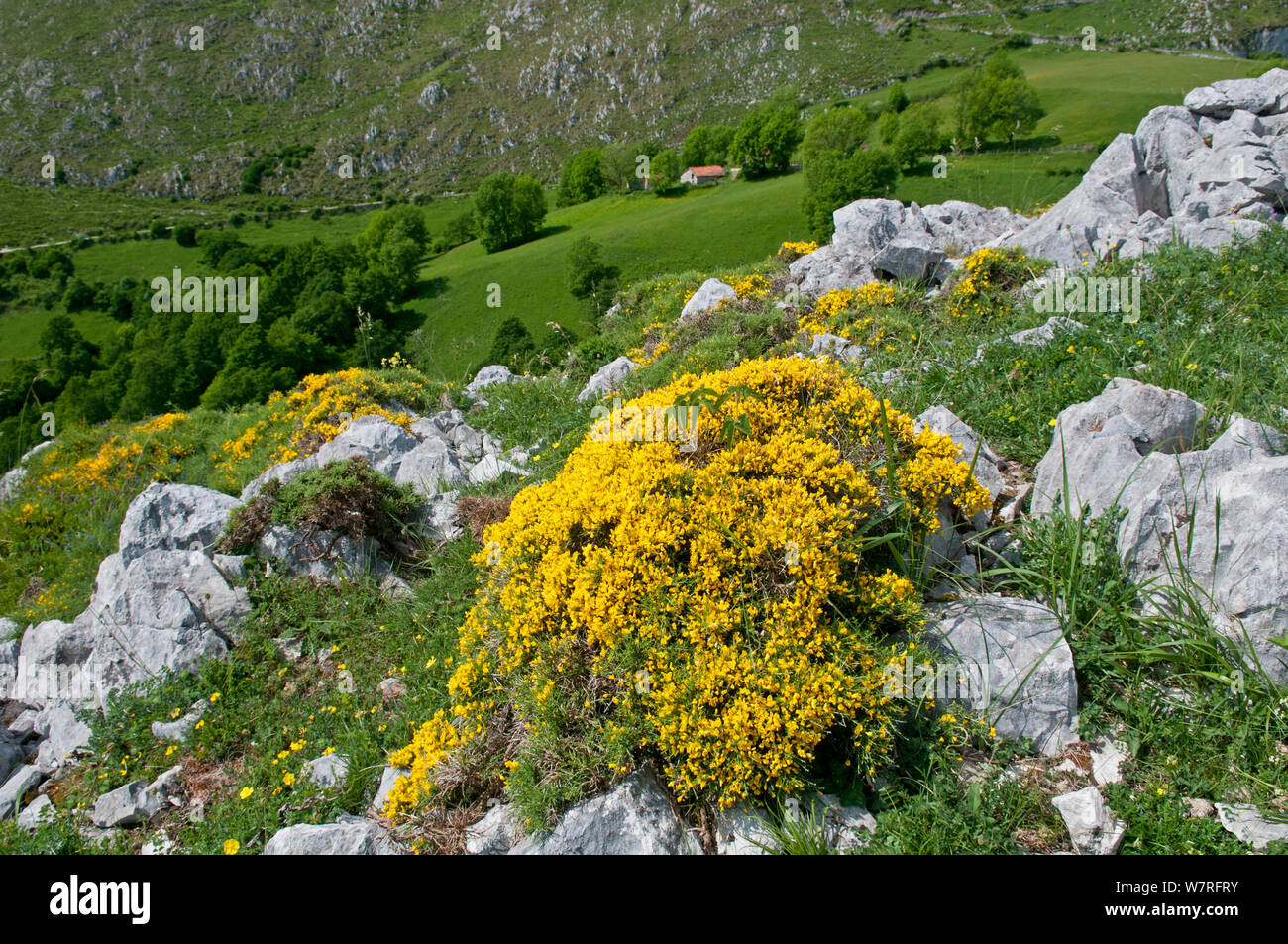 Scopa spagnola (Genista hispanica) in fiore, Picos de Europa, nel nord della Spagna. Foto Stock