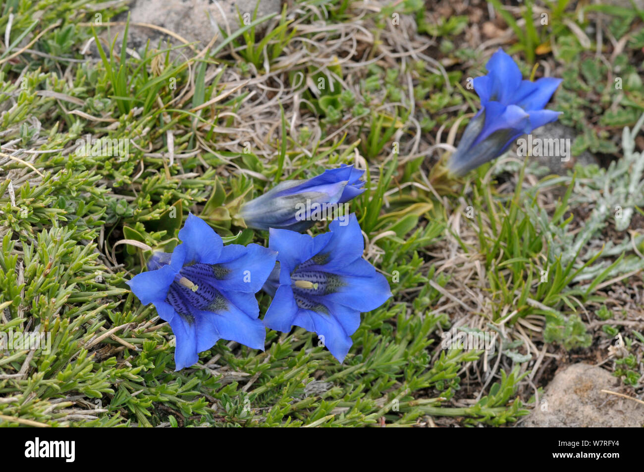 Tromba genziana (Gentiana acaulis) Picos de Europa, nel nord della Spagna. Foto Stock