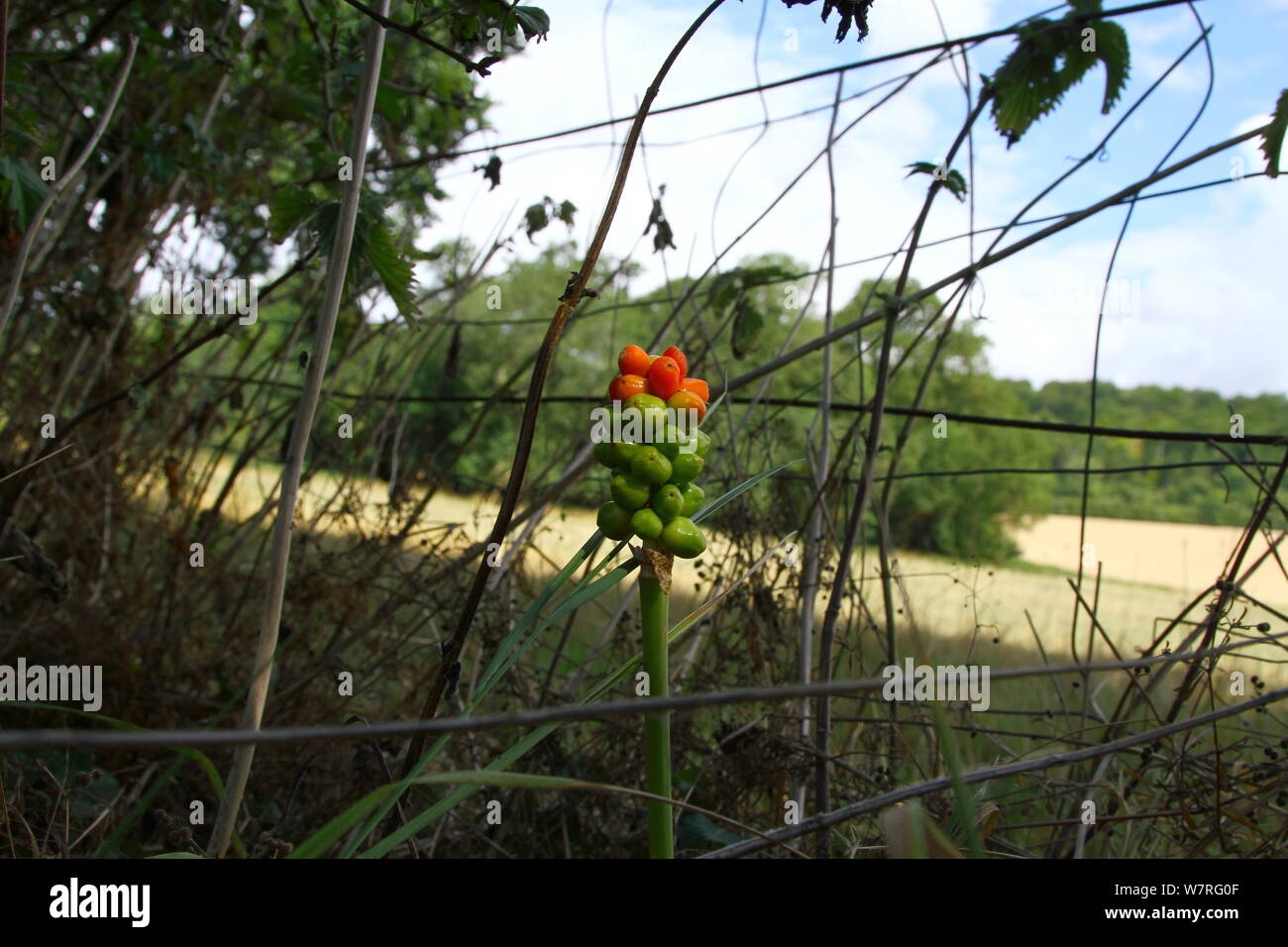 ACRUM MACULATUM LATINO [ ]. Noto anche come WILD ARUM, CUKOO pinta e signori e signore. Si tratta di una pianta velenosa. Piante velenose. Pericolo. Causa vesciche. Irritazione della pelle. Piante selvatiche. Bruciore cutaneo. Danni alla pelle. Foto Stock