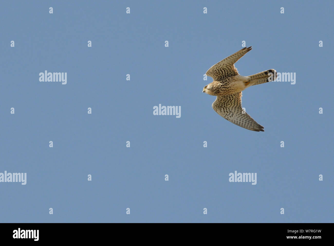 Il Gheppio (Falco tinnunculus) in volo overhead, Cornwall, Regno Unito, Aprile. Foto Stock