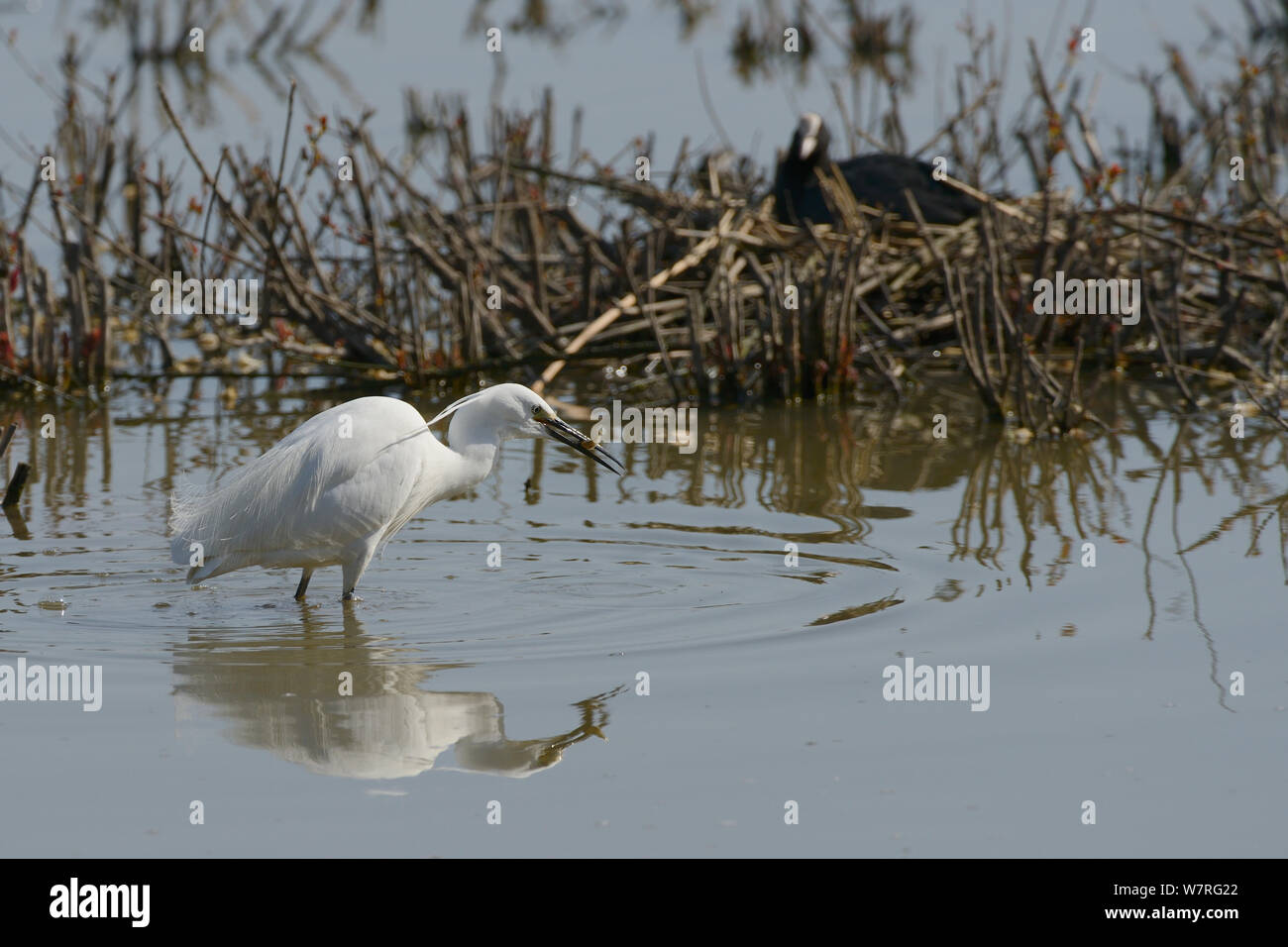 Garzetta (Egretta garzetta) con un tre-spined stickleback (Gasterosteus aculeatus) ha catturato nel suo becco vicino a un annidamento folaga (fulica atra), Gloucestershire, Regno Unito, maggio. Foto Stock