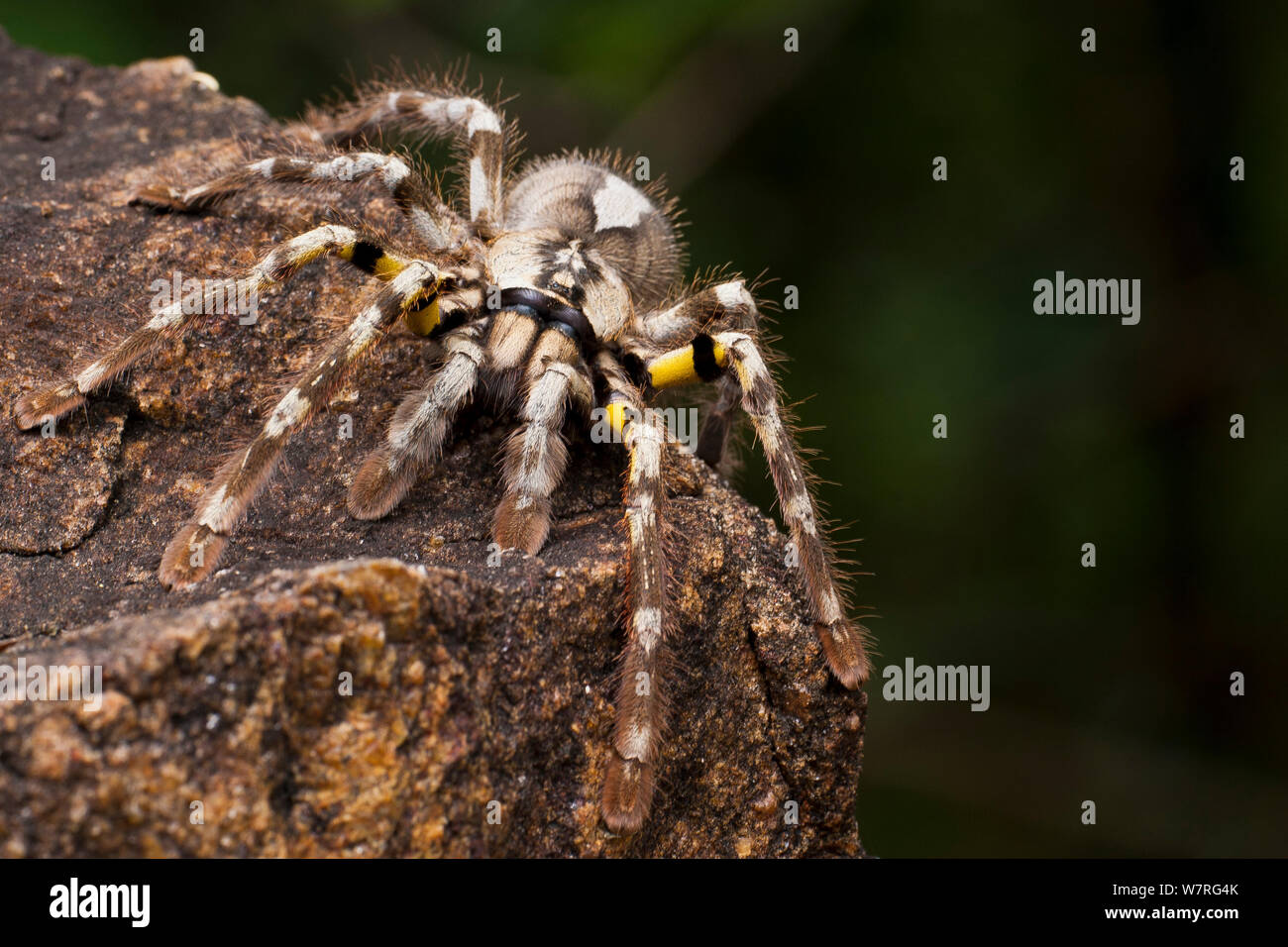 Giallo-thighed spider {Poecilotheria rufilata} Kalakkad Mundanthurai Riserva della Tigre, Tamil Nadu, India. Specie in via di estinzione. Foto Stock