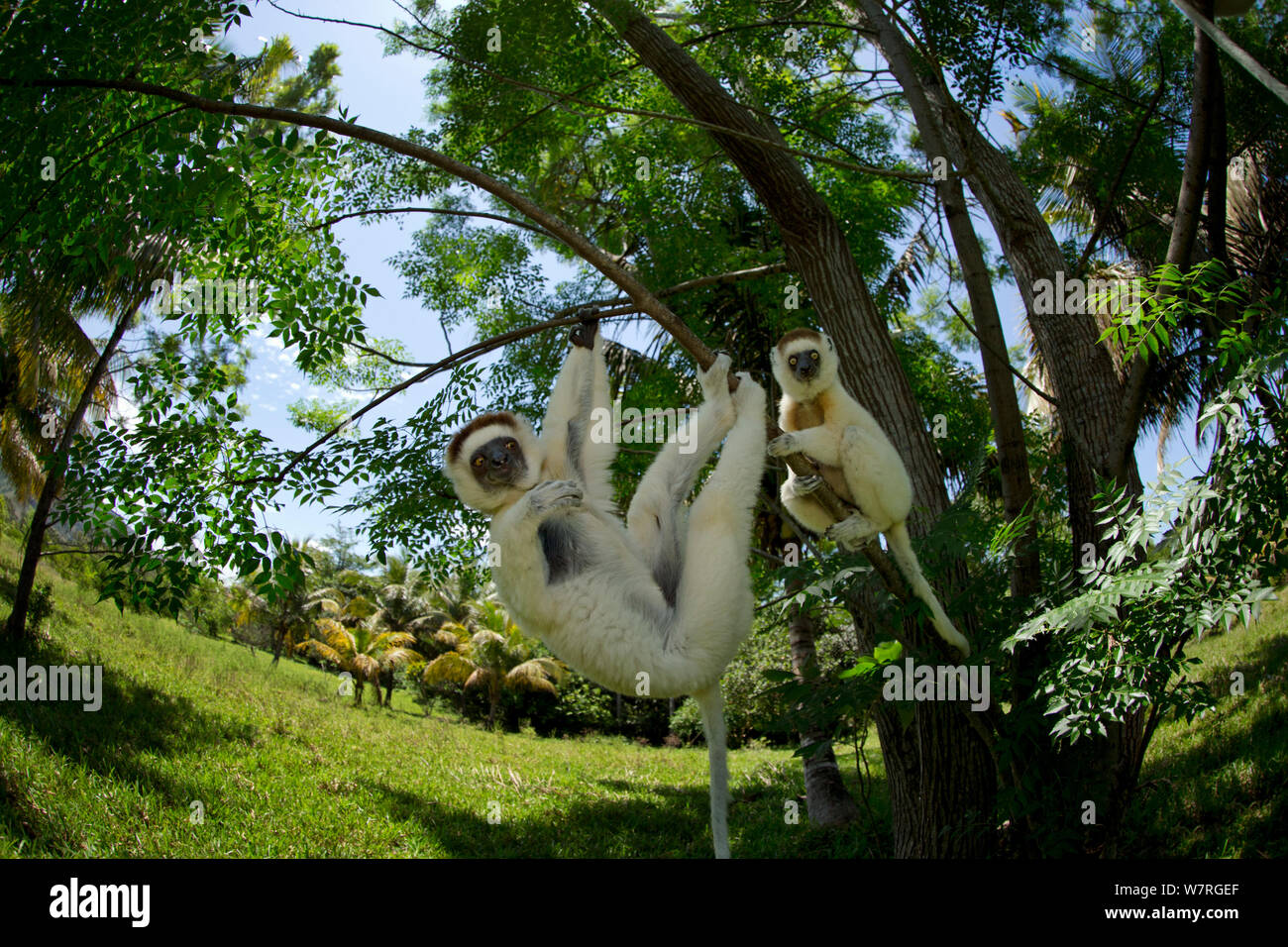 Verreaux Sifaka (Propithecus verreauxi) appesi da albero, nella foresta del Madagascar Foto Stock