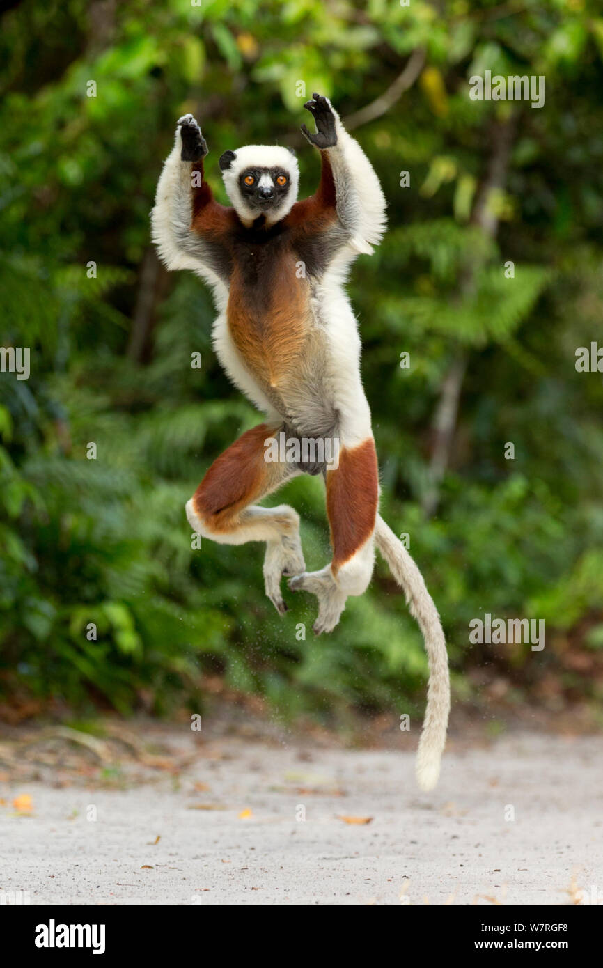 Coquerel il sifaka (Propithecus coquereli) jumping, Palmarium Riserva, Madagascar Foto Stock