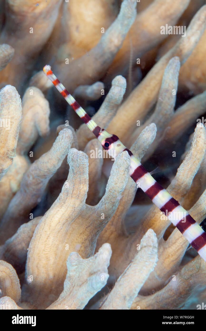 Di inanellare Pipefish (Dunckerocampus dactyliophorus), Inanuran Isola, Danajon banca centrale, Visayas, Filippine, Aprile Foto Stock