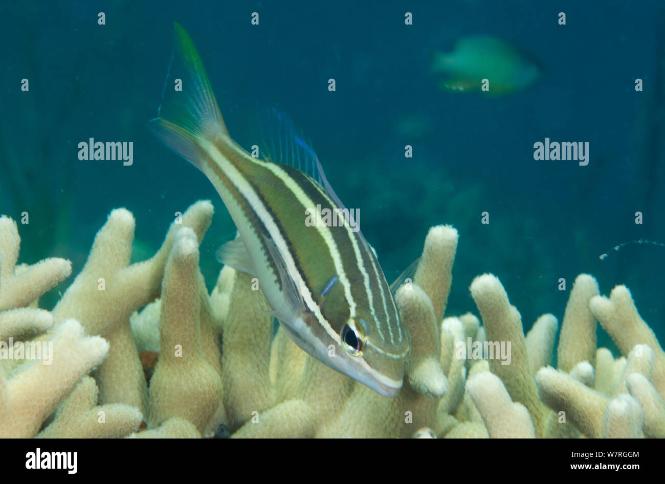 Bianco-Whiptail con spallamento (Pentapodus bifasciatus), Inanuran Isola, Danajon banca centrale, Visayas, Filippine, Aprile Foto Stock