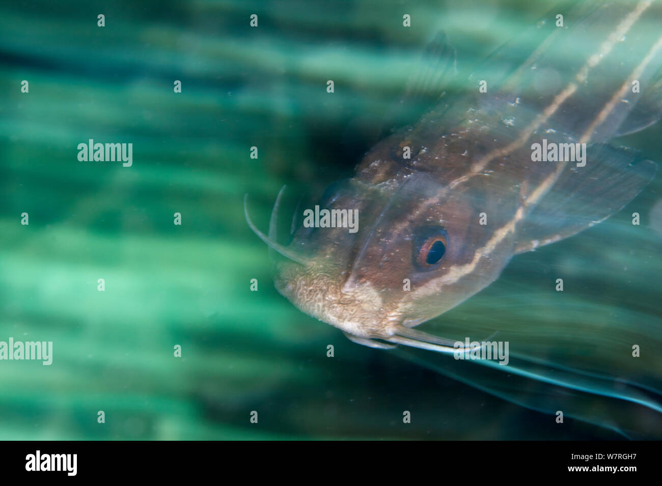 Pesce gatto striato (Plotosus lineatus) sfocata fotografia di movimento. Bilang Bilangang Isola, Danajon banca centrale, Visayas, Filippine, Aprile Foto Stock