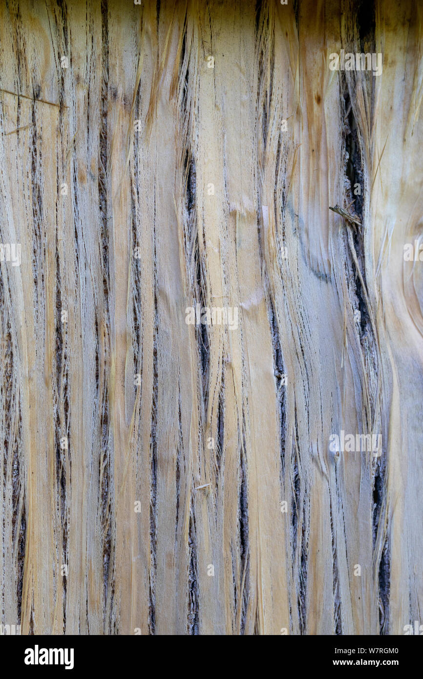 Sullo sfondo la texture di trito o scheggiati legno taglio, crepe, rotture. incrinato struttura in legno sfondo Foto Stock