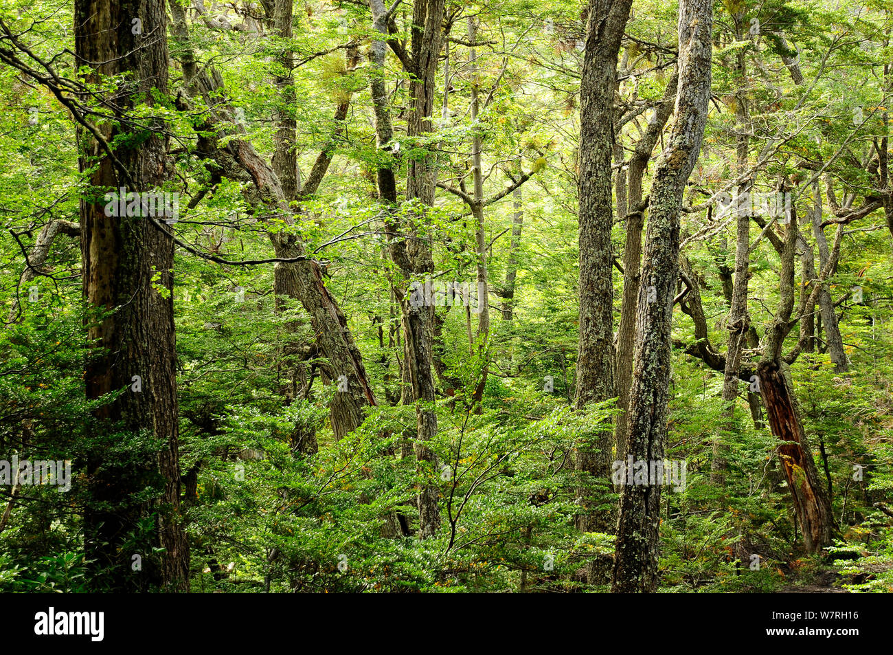 Lenga foresta di faggio (Nothofagus pumilio) Tierra del Fuego National Park. Argentina. Foto Stock