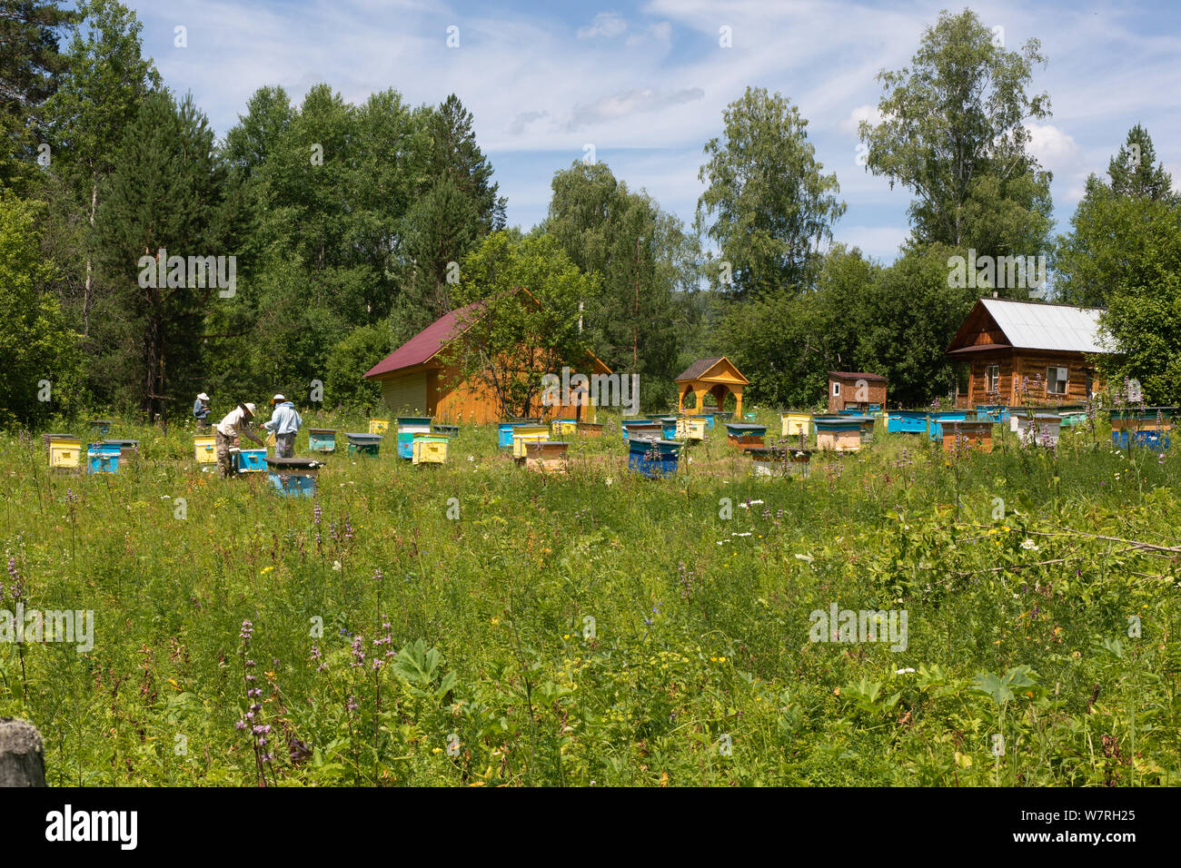 Alveari nell'apiario. Gli apicoltori sta lavorando con api e alveari sull'apiario, esamina il frame con le api mellifere e raccogliere favi. Apicoltura Foto Stock