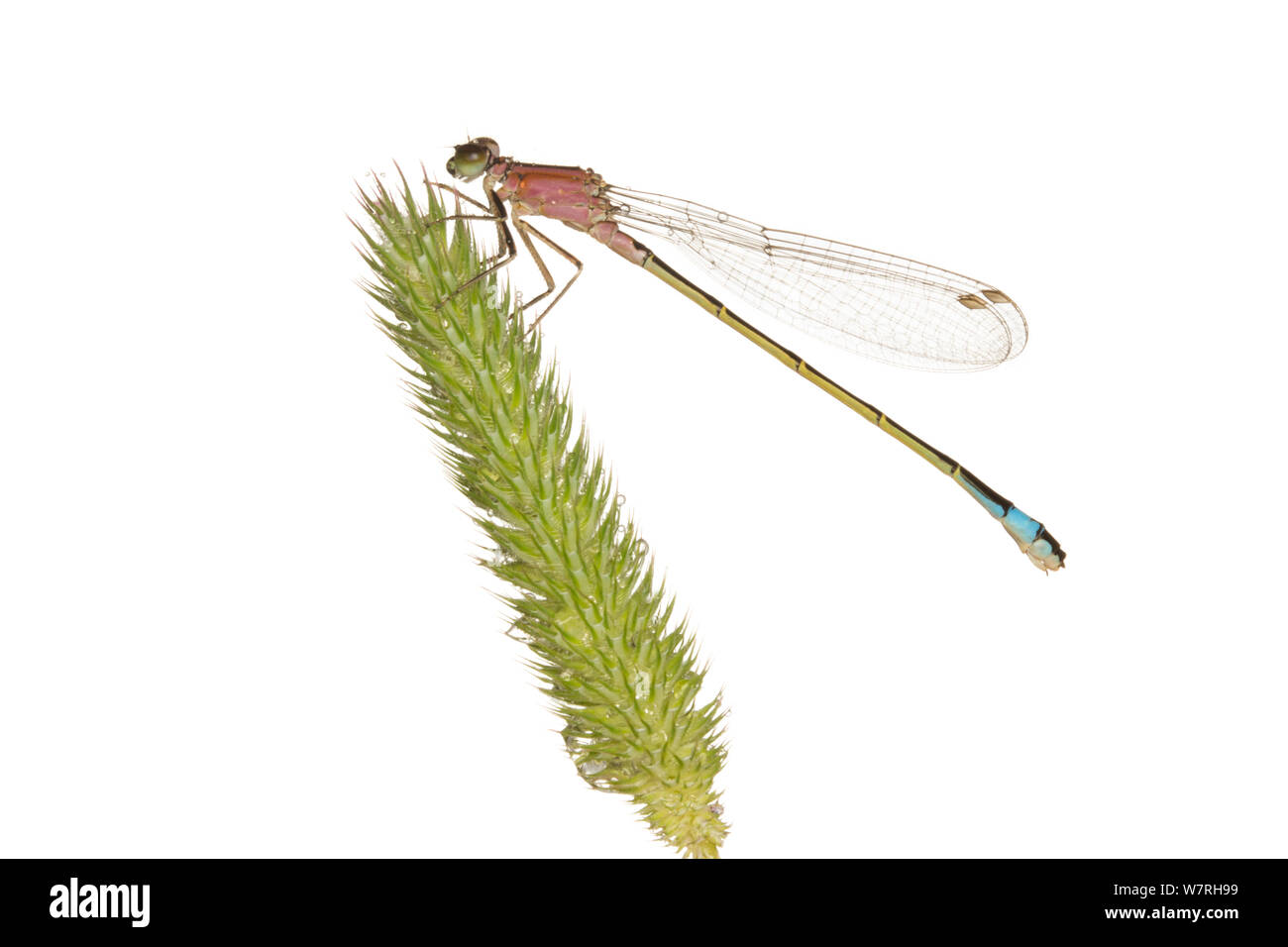 Femmina Blu-tailed damselfly (Ischnura elegans rufescens) su una testa di erba, Leicestershire, Inghilterra, Regno Unito, Giugno. meetyourneighbors.net progetto Foto Stock