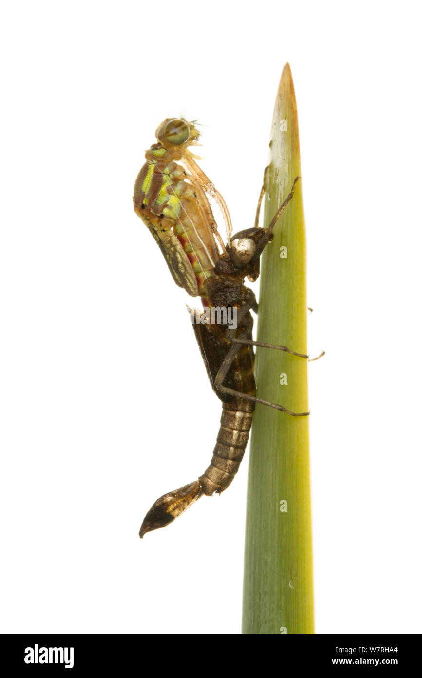 Adulti di corporatura robusta damsefly rosso (Pyrrhosoma nymphula) emergenti dalla sua fase nymphal, Leicestershire, Inghilterra, Regno Unito, Aprile. Sequenza 3/5. meetyourneighbors.net progetto Foto Stock